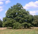 Eiche an der Spree in Cantdorf
